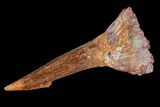 Fossil Sawfish (Onchopristis) Rostral Barb- Morocco #106455-1